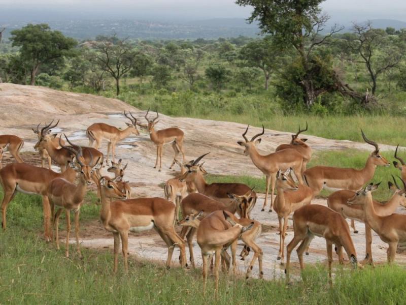 JOUR 5 : SAFARI GRAND FORMAT DANS LE MYTHIQUE PARC KRUGER