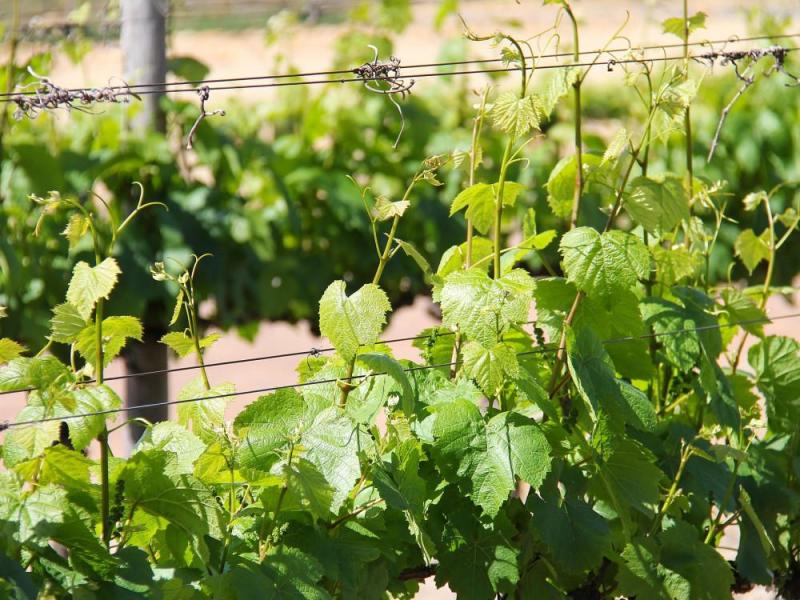 JOUR 4 : ESCAPADE AU CŒUR DES VIGNOBLES DU CAP ✈️ DURBAN