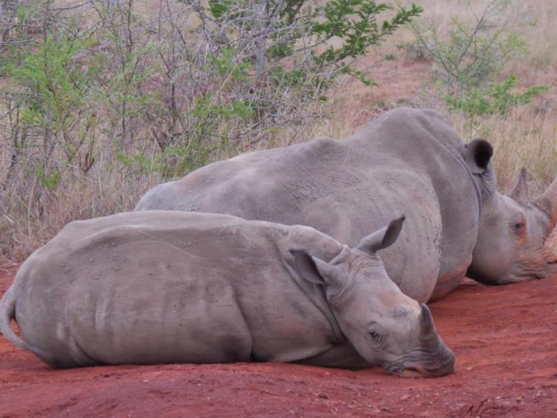 JOUR 8 : SAFARI GRAND FORMAT DANS LE MYTHIQUE PARC KRUGER