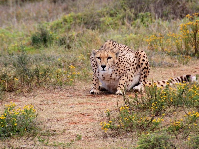 JOUR 7 : SAFARI GRAND FORMAT DANS LE MYTHIQUE PARC KRUGER