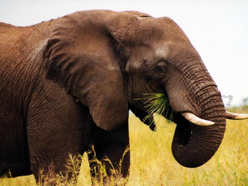 JOUR 5 : SAFARI GRAND FORMAT DANS LE MYTHIQUE PARC KRUGER