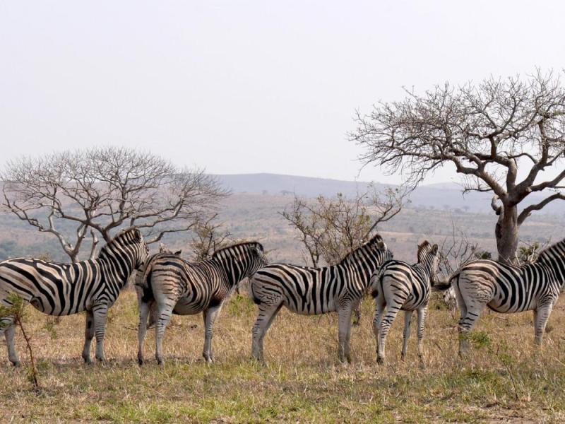 JOUR 7 : ROYAUME D'ESWATINI / WITBANK