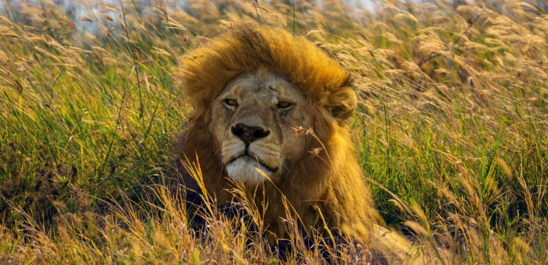 Trésors Sud Africain